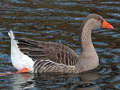 Greylag Goose x domestic Swan Goose hybrid